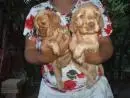 VENDO LINDOS FILHOTES DE COCKER SPANIEL MACHO CARAMELO