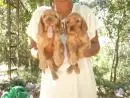VENDO LINDOS FILHOTES DE COCKER CARAMELO MACHO