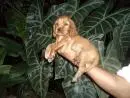 VENDO COCKER SPANIEL DOURADO MACHO LINDOS