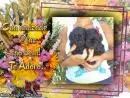 VENDO FILHOTE DE POODLE MICRO TOYZINHO PRETINHOS